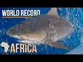 World Record Size Bull Shark Caught in Africa