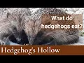 What Food is harmful to Hedgehogs Hedgehog s Hollow