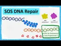 SOS DNA repair
