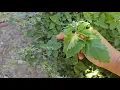 Plant of the Week Herbs How to Tell the Difference Between Catnip and Catmint
