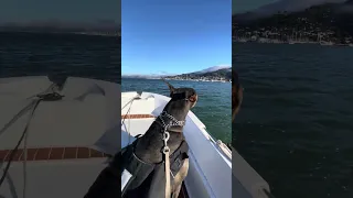 #fyp #dream #youtube #doberman #pets