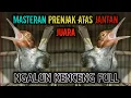 Download Lagu SUARA PRENJAK JANTAN ATAS NGALUN KERAS || MASTER PILIHAN UNTUK LOMBA