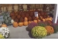 Part 2 Tipton Amish Store