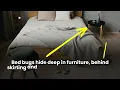 Can You Starve Out Bed Bugs by Leaving the Room Empty The Bed Bugs Experts