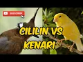 Download Lagu MASTERAN CILILIN VS KENARI GACOR UNTUK ISIAN KENARI, MURAI BATU, KACER, CUCAK IJO