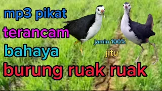 mp3 pikat burung ruak ruak anti zonk suara burung ruak ruak ribut terancam bahaya 