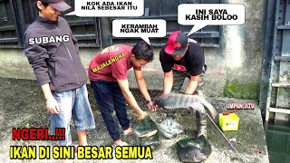 Download Merinding Mancing Ikan Nila liar dapat super babon sampai heboh pemancing Berdatangan MP3