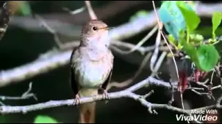 اصوات عصافير مع ادعيه جميله دندنها