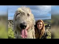 WOLF KILLERS - THE IRISH WOLFHOUND