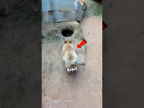 الجرو اللي خوفه اختفي😰☠️