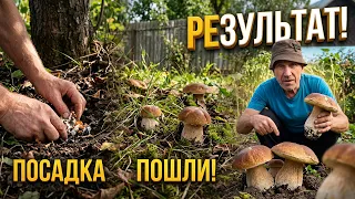 Как на своем участке вырастить много белых грибов. Результат 2026
