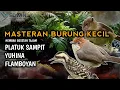 Download Lagu MASTERAN BURUNG KECIL TEMBAKAN BESETAN TAJAM COCOK UNTUK MASTERAN BURUNG MURAI BATU  