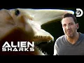The STRANGEST Deep Sea Shark Species Alien Sharks Shark Week Discovery