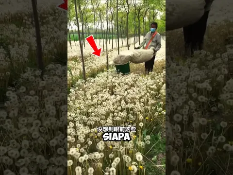 Dandelion yang Dianggap Rumput Liar, Ternyata Menghasilkan Banyak Uang! 😱🌼