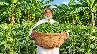 Bhindi Recipe, Organic Lady Finger Recipe | Fried Lady Finger Masala , Village Life Mubarak Ali