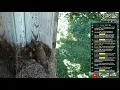 Download Lagu Vliegenvanger (Grauwe) (Muscicapa stiata) Finland, Kuuks 1 week