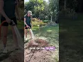How to plant a maple tree