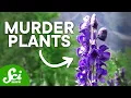 The Top 10 Deadliest Plants They Can Kill You