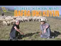 Download Lagu Bafra Irkı Koyun (Hiçbir Irkın Özelliğini Bozmamalıyız) - Küçükbaş Dünyası