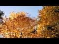 Relaxing Nature Sounds: Autumn Forest Tranquility, Birds Singing, Fall Colours - Sleep & Relax 8 Hrs