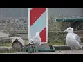 Herring Gull, Larus argentatus, 2cy, Rotterdam, ZH, the Netherlands, 15 Nov 2025 (231)