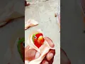 Download Lagu Rescue the love bird #rescuebirds #sad #ytshorts #shorts #viral #lovebirds #parrot