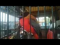 Download Lagu Burung luntur harimau,burung yang sangat cantik warna nya