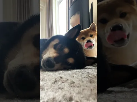 Baby shiba needs big brother for support