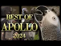 Apollo s 2024 Recap