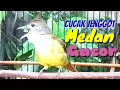 Download Lagu CUCAK JENGGOT Medan Gacor Full Isian Cocok Buat Masteran
