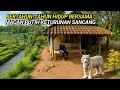 Download Lagu VIRAL.. BIKIN KAGET MACAN PUTIH MENJADI TEMAN SETIA HIDUP DI DESA JAUH DARI TETANGGA