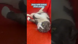 Https Open Spotify Com Album 13fPEBI4WT1nIhGMRdV0D8 Si PrzgTmqTRZ2VnoLYTWlETA Cats Cute Pets 