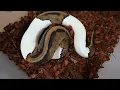 Pied Ball Python On Morph Market