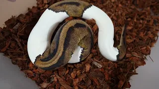 Pied Ball Python On Morph Market