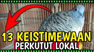 Download 13 Keistimewaan Burung Perkutut Lokal... Tips Penting ‼️‼️ MP3