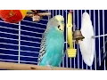 Budgie JJ's Up-and-Down Bobbing Dance