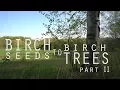 Birch Seeds to Birch Trees - Part 2