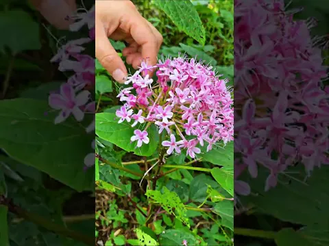 The Wild Flower You Never Knew Was Edible! 🌸 #shorts #plants #farming