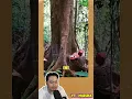 Lagu Pohon Ini Ditebang Dan Keluar Darah! #m4zsda #shortvideos #horrorgaming #shorts #reaction
