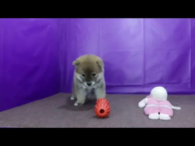 動画