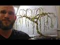 Weeping Willow Bonsai Tree Cutting Then Now