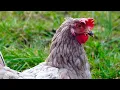 chicken Naatukodi images pics all in one images