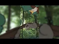 Sloth - The Slowest Mammal on Earth
