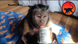 Monkey Drinking! MonkeyBoo Rap!