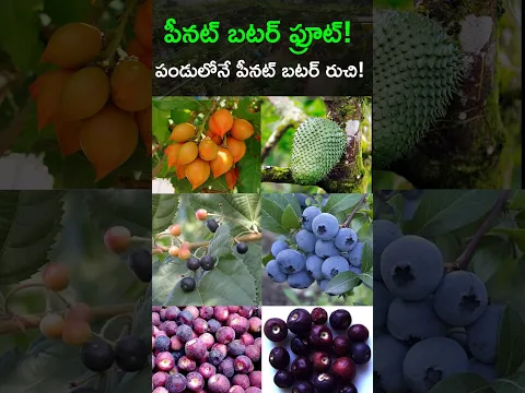 పీనట్ బటర్ లాంటి రుచి వచ్చే పండు | Peanut Butter Fruit Plant | Milk Fruit @Raitunestham