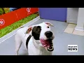 Furever Home Pet of the Week Hazelnut