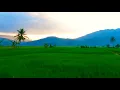 Download Lagu Lagu No stress_Nyanyian kecil untuk sawah, story wa - Sawah Desa Buluh pancur, Laubaleng,Tanah Karo.