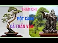 Lagu THÁM CHI – Cành “Vươn Dò” Phá Vỡ Bố Cục | Bí Quyết Tạo Thần Vận Bonsai#tạo hình bonsainghe#thámchi