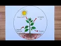Photosynthesis process of plants diagram drawing I Photosynthesis labeled diagram drawing