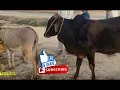 Funny Animal Mates Cow Mating With Donkey Cow Funny BULL KA GHADI PAR DIL AA GIA MUST SEE